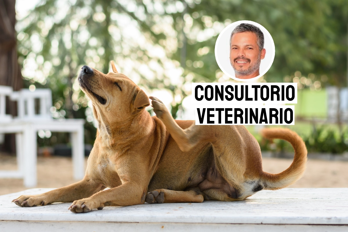Mi perro se rasca todo el día, ¿qué hacer? Foto: composición/Istock