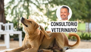 Mi perro se rasca todo el día y no tiene pulgas: ¿qué podría estar causándolo?