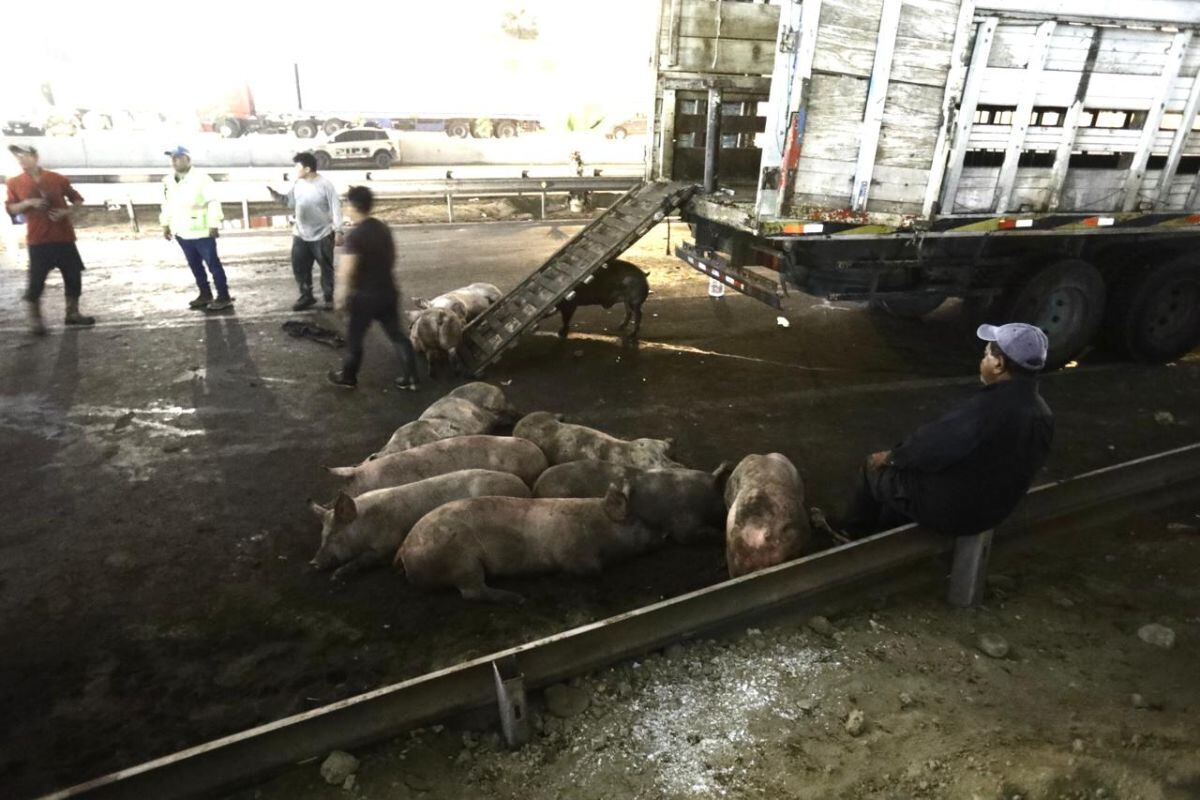 Los cerdos fueron llevados a otro camión. Fotos: César Grados/@photo.gec