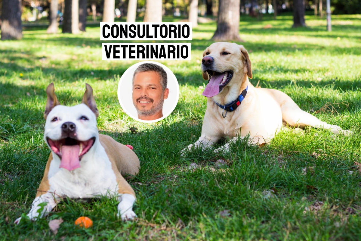 Cada vez se reportan más casos de perros envenenados en Lima. Foto: composición/Istock