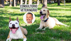 Pancho Cavero y su llamado a respetar la vida animal