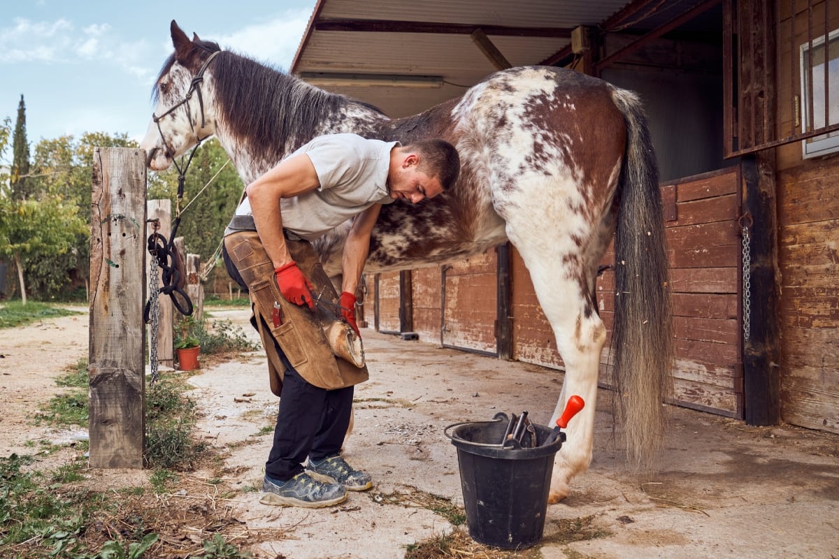 Ejemplo: Debes herrar nuevamente el caballo. Foto: Istock.