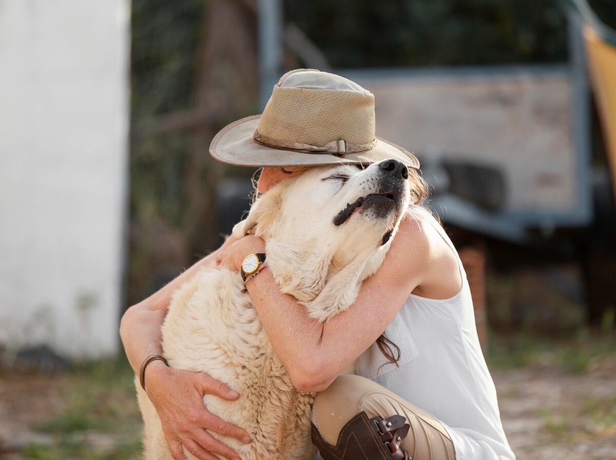 Consejos para cuidar a tu perro viejito. Foto: Istock