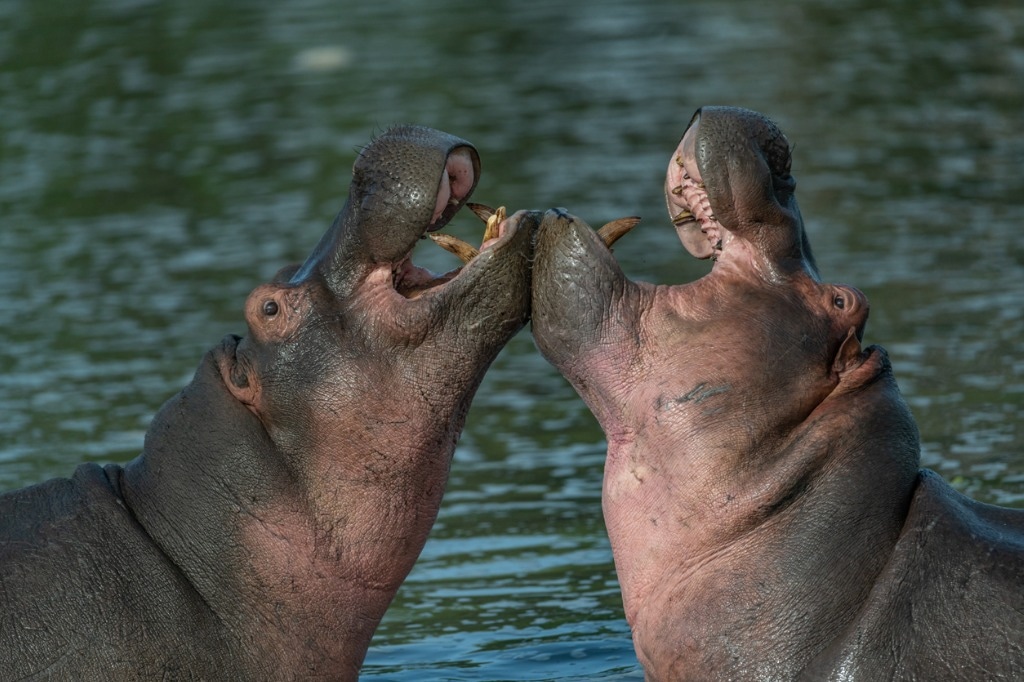 Pareja de hipopótamos. Foto: ¡Stock.