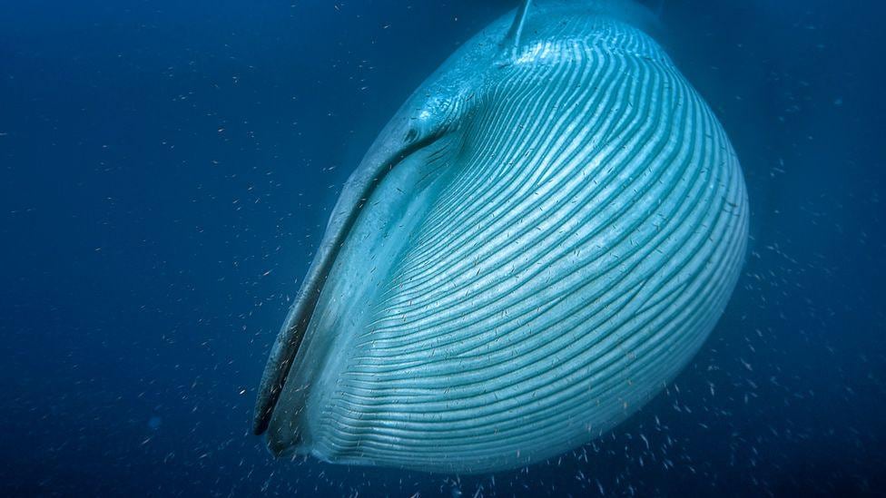 Las ballenas azules más grandes podían alcanzar cerca de 200 toneladas, pero eso era antes de que comenzara la caza comercial de ballenas.