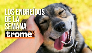¡Te robarán el corazón! Conoce a las mascotas engreídas de la semana