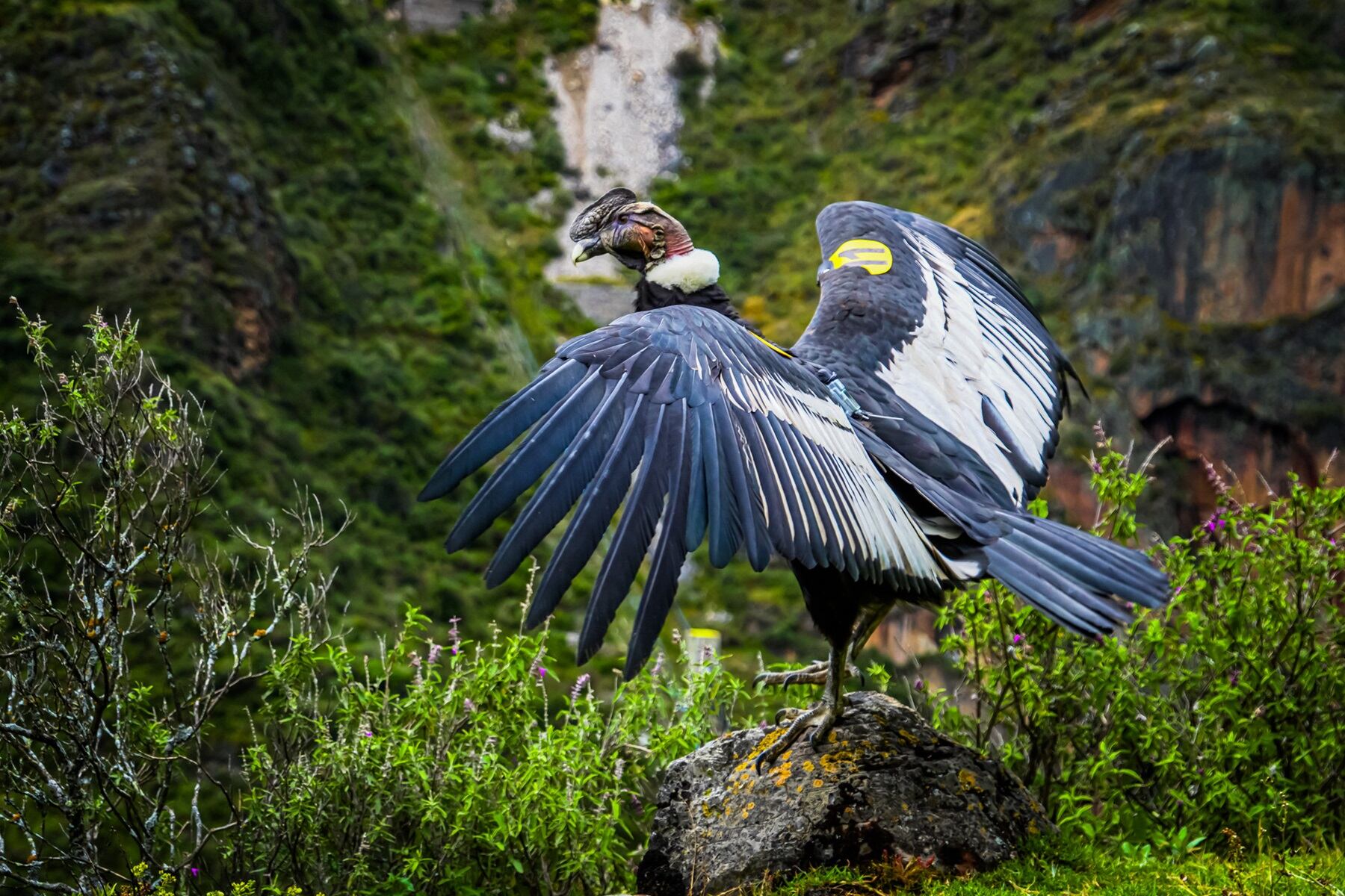 Los pobladores del Centro Poblado de Picoy lo hallaron en febrero pasado. Foto: Difusión.