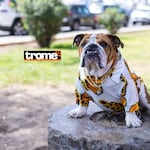 Túpac: el bulldog que tiene displasia de cadera y es embajador de marcas
