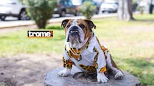 Túpac, el adorable bulldog fashion que tiene displasia de cadera y es embajador de marcas