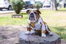 Túpac, el adorable bulldog fashion que tiene displasia de cadera y es embajador de marcas
