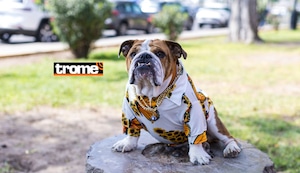 Túpac, el adorable bulldog fashion que tiene displasia de cadera y es embajador de marcas