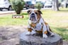 Túpac, el adorable bulldog fashion que tiene displasia de cadera y es embajador de marcas