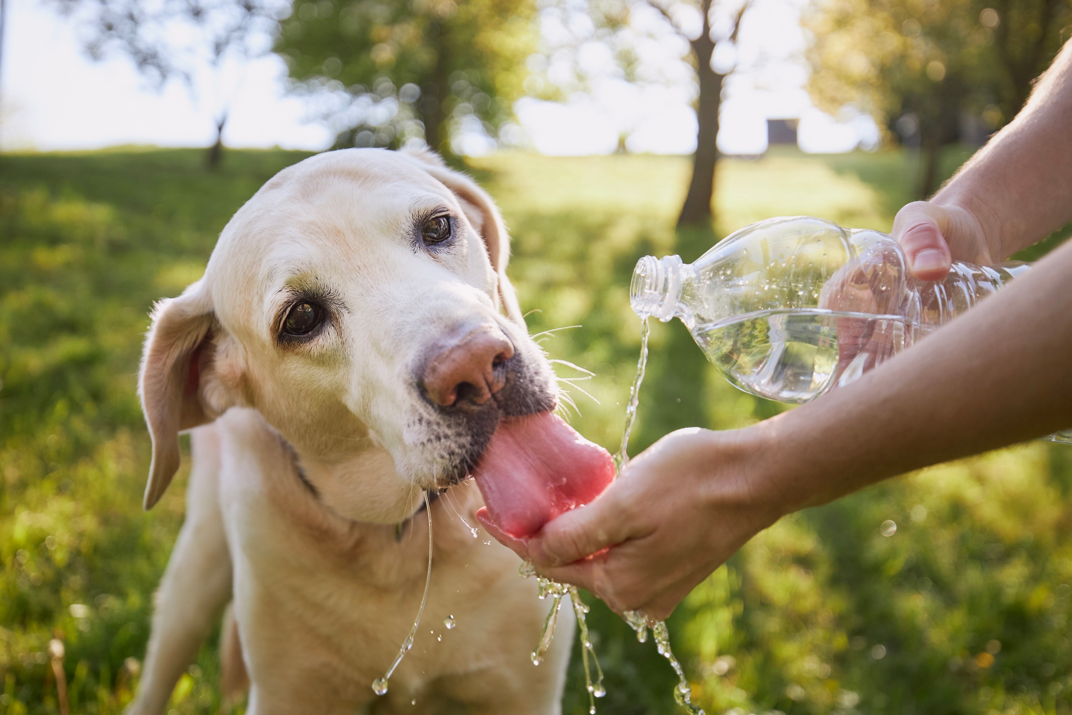 Los perros más vulnerables al golpe de calor son los de edad avanzada, con sobrepeso, problemas respiratorios y aquellos de nariz chata. Foto: Istock