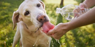 Los perros más vulnerables al golpe de calor son los de edad avanzada, con sobrepeso, problemas respiratorios y aquellos de nariz chata. Foto: Istock