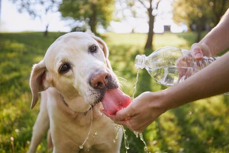 ¿Cómo reconocer un golpe de calor en perros?