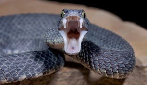 Cuál es la diferencia entre serpiente, víbora y culebra