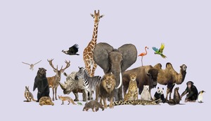 ¿Sabes cómo se llaman las voces de los animales?