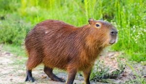 Capibara, ronsoco o carpincho, ¿sabías que es el roedor más grande del mundo?