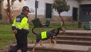 Conoce a ‘Bigotes’, el ‘Perrenazgo’ que se hizo viral al reanimar a persona inconsciente en Cusco