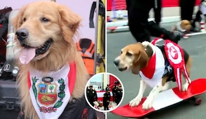 ¡La brigada canina se roba el show en la Parada Militar!