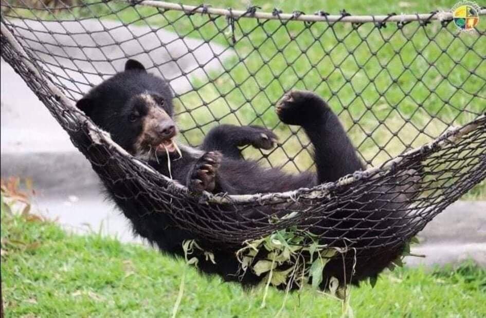 Animales celebran su día mundial