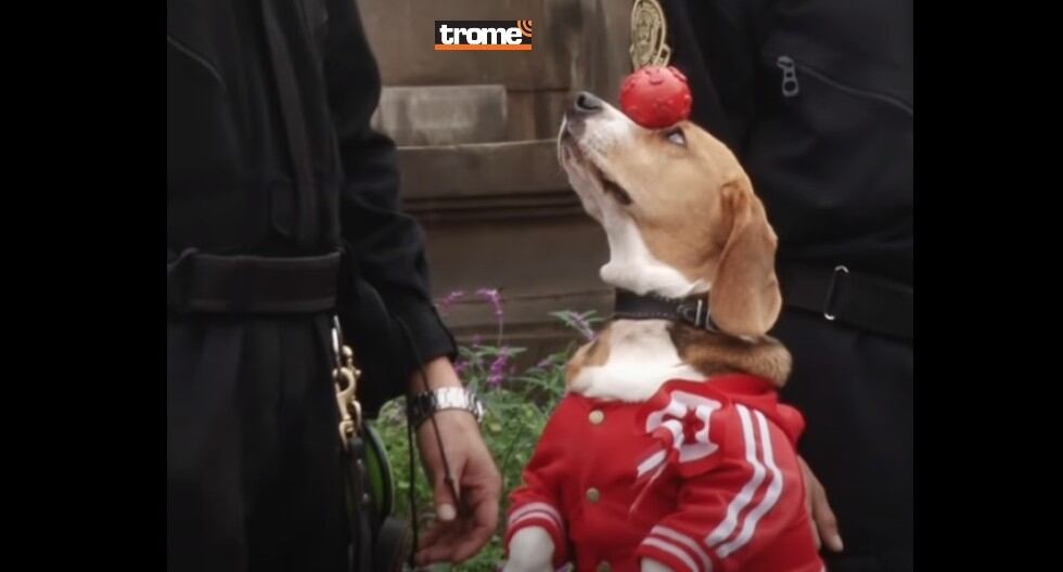 Canes de la policía reciben entrenamiento y se especializan para participar en acciones con sus guías. (Trome)