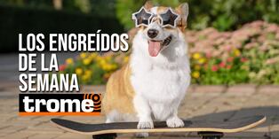 Estos peluditos te robarán el corazón. Revisa si está tu mascota en nuestra galería de fotos. Foto: Istock.