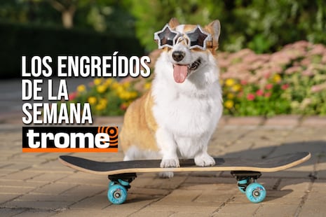 Tiernos y cariñosos: estos son los peludos que se robaron corazones esta semana