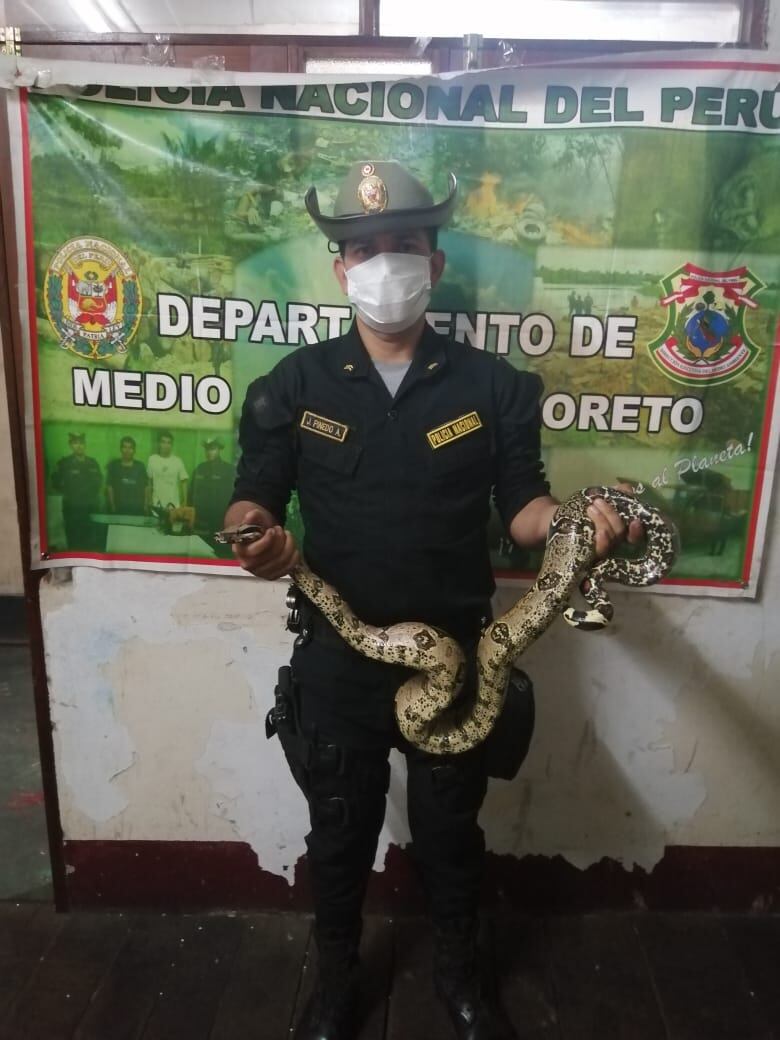 La Boa mide un metro y medio; además, su valor en el mercado negro es de 250 soles (Foto: PNP)