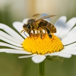 Mundo Escolar: ¿Qué pasaría en el planeta si desaparecen las abejas?