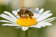 Mundo Escolar: ¿Qué pasaría en el planeta si desaparecen las abejas?
