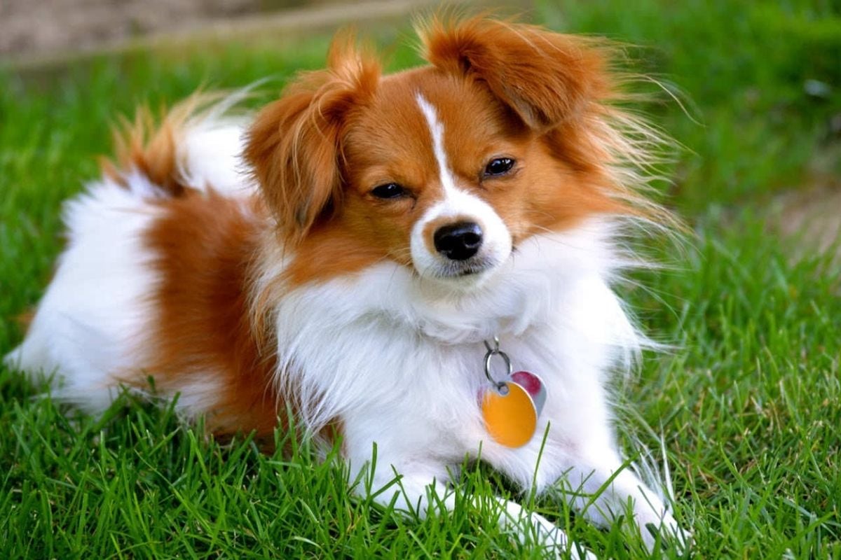 Perros de raza pequeña ventajas y desventajas (Foto: Instagram)