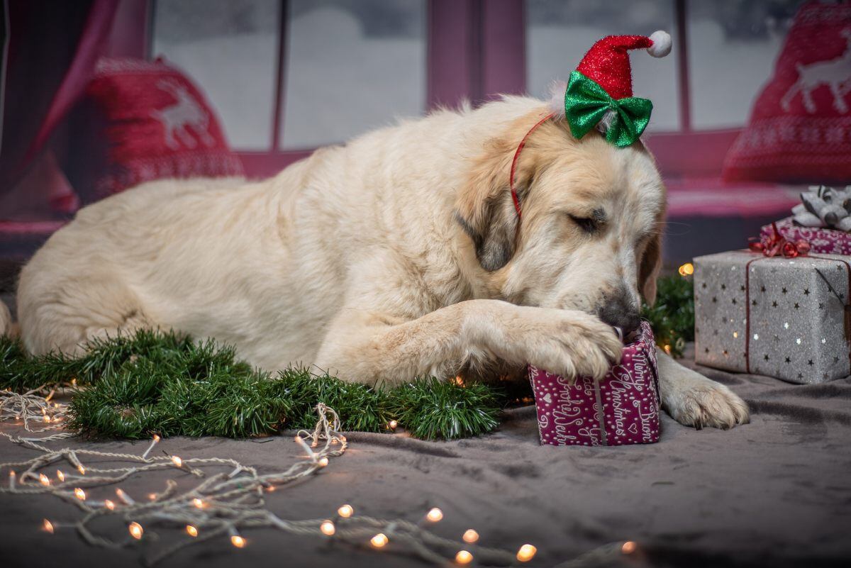 Lo más recomendable es que las mascotas estén alejadas de los regalos y adornos navideños, para cuidar su salud. (Foto: Sven Lachmann / Pixabay)