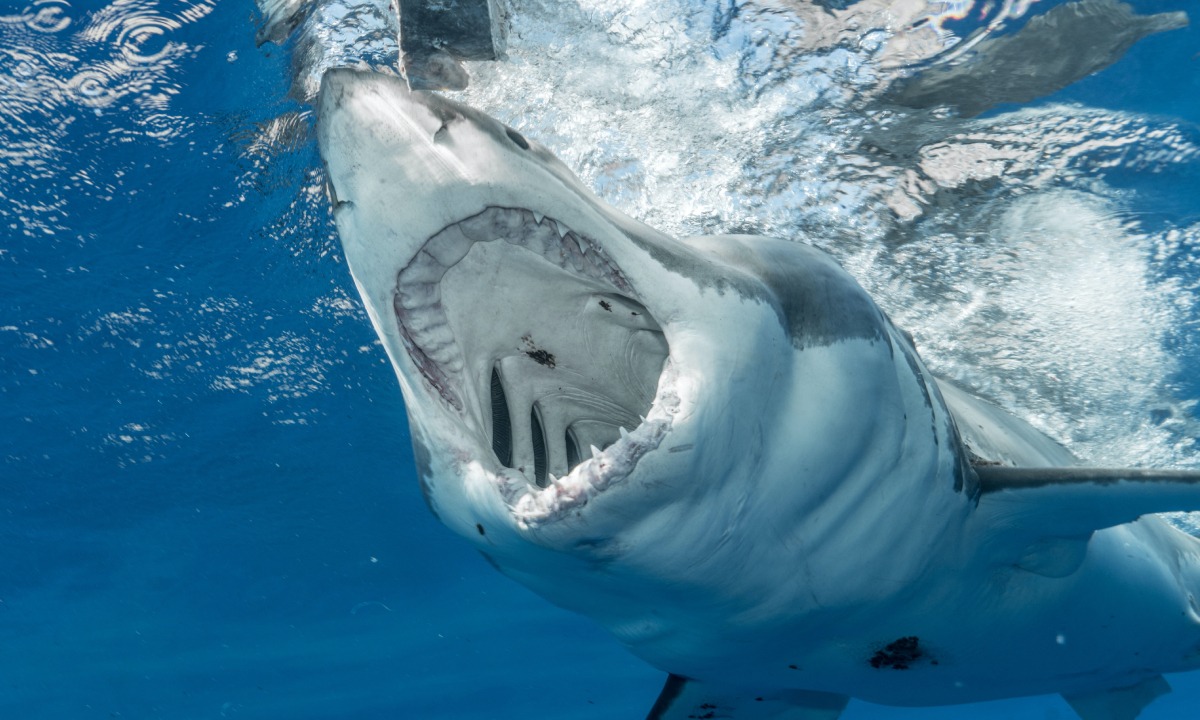 VIDEO VIRAL | La mujer comenzó a gritar, pero su abuela no entendía el por qué de su reacción. (Foto: Pexels)