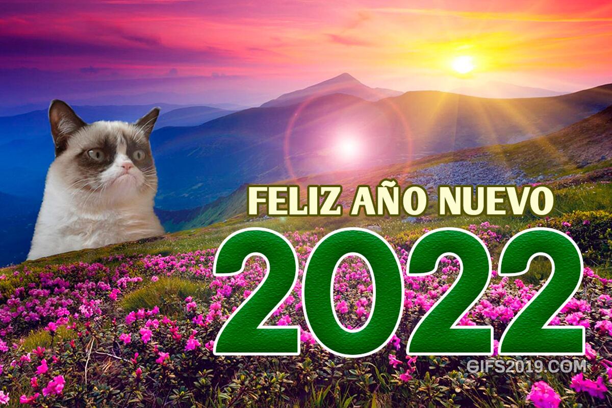 El meme del gato también será uno de los más compartidos por Año Nuevo 2022. (Foto: Composición)