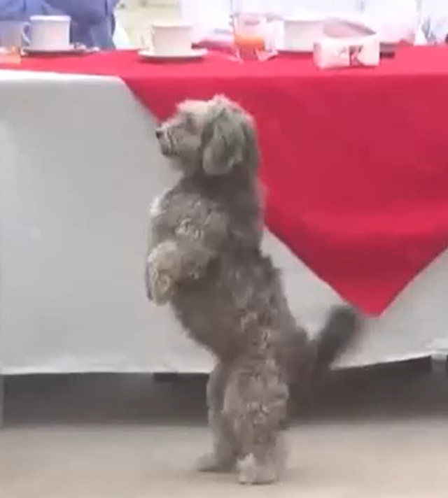 Perrito se roba el show en desayuno electoral de Techito