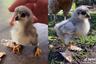 La historia viral del pollito con “zapatillas” que ha conmovido a miles de usuarios