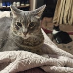 ¡Máximo dos mascotas! Chiclayo desata polémica por ordenanza que limita perros y gatos en viviendas