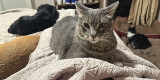 Ordenanza limita tenencia de mascotas a dos por vivienda