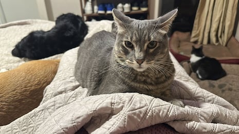 ¡Máximo dos mascotas! Chiclayo desata polémica por ordenanza que limita perros y gatos en viviendas