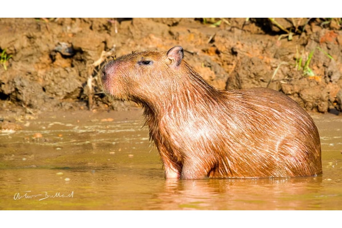 El ronsoco, conocido como el roedor más grande del mundo, forma parte de la abundante fauna silvestre de Tambopata. Foto: Arturo Bullard / RPP