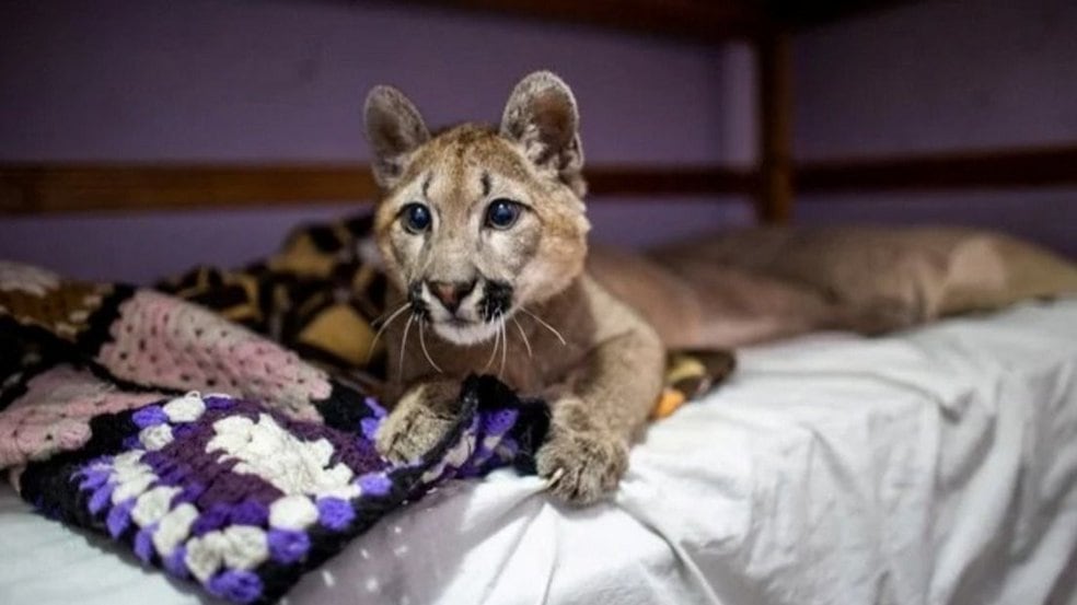 El puma concolor es un mamífero carnívoro de la familia Felidae nativo de América.