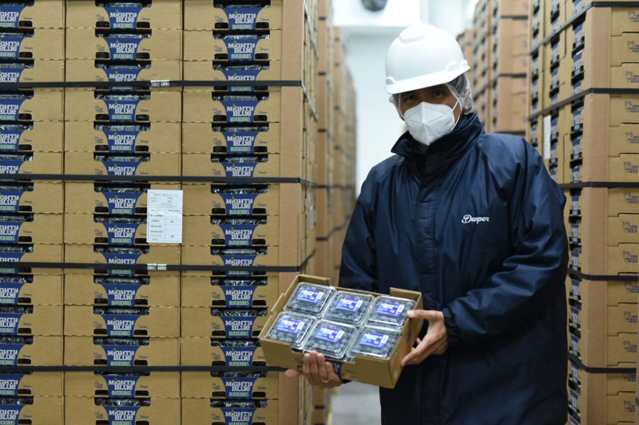 Perú inició exportación de arándanos hasta las cadenas de supermercados en Taiwán (Foto: Danper)