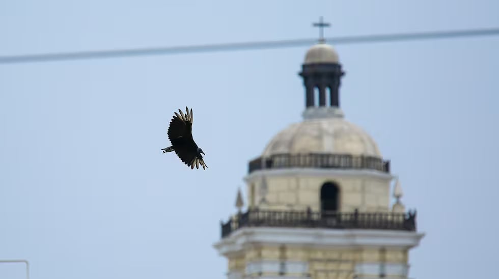 El gallinazo de cabeza negra es un símbolo histórico y cultural de Lima y cumple una importante labor como ‘limpiador’ natural de la ciudad. Foto: Internet.