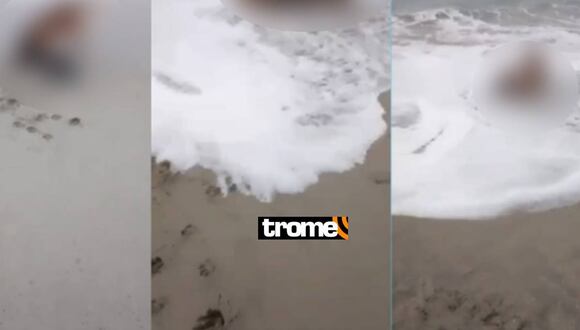 Perros atacan a lobo marino en playa de Punta Hermosa