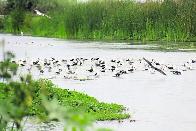 Este servicio tiene como fin facilitar la visita del público a los humedales que ofrece actividades diversas como el avistamiento de aves. (Foto: MML)