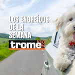 Amor, travesuras y muchas patitas en esta galería de Trome