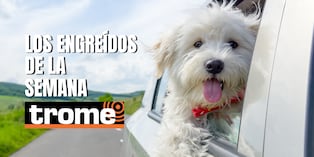 Conoce a las estrellas de cuatro patas de Trome y descubre cómo hacer que tu mascota también forme parte de esta galería. Foto: Istock.