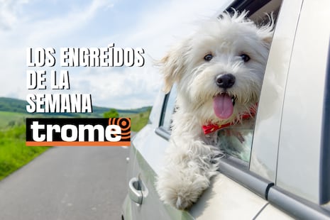 Amor, travesuras y muchas patitas en esta galería de Trome