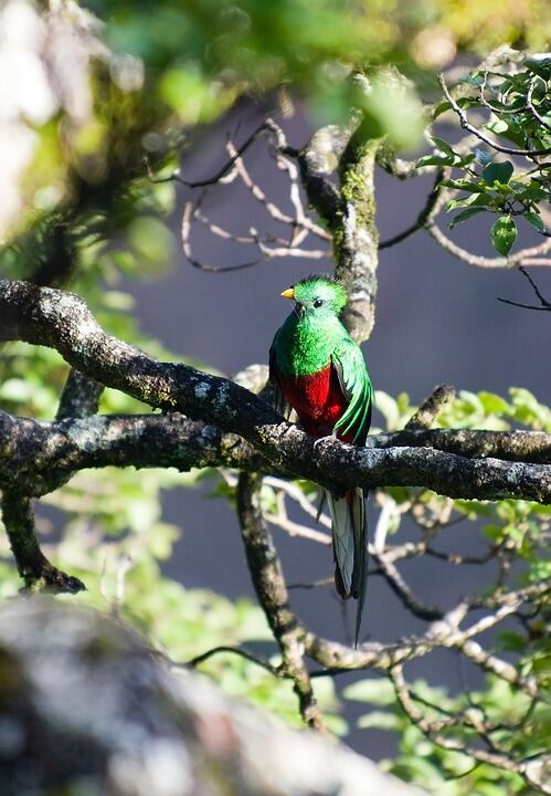 El quetzal es el ave endémica de América Central y en Costa Rica, podrás verla en todo su esplendor. (Foto: Pixabay)